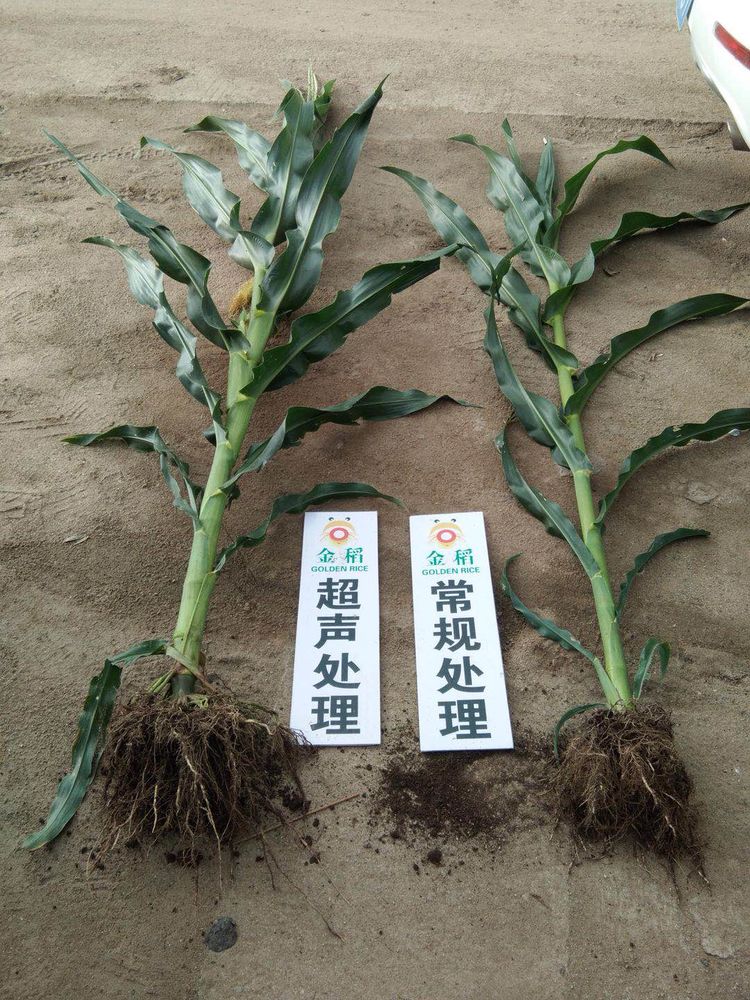 黑龍江雙鴨山市與佳木斯市的超聲波玉米、水稻種植田調查