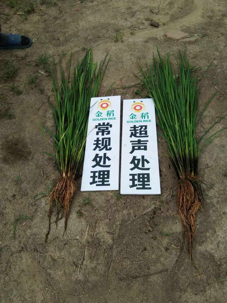 黑龍江雙鴨山市與佳木斯市的超聲波玉米、水稻種植田調查