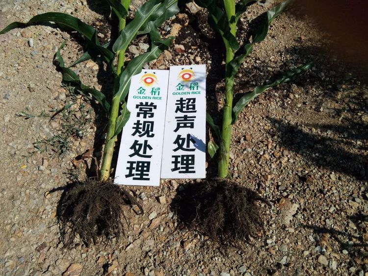 黑龍江雙鴨山市與佳木斯市的超聲波玉米、水稻種植田調查
